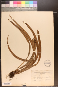 Polytaenium lineatum image