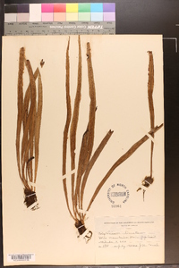 Polytaenium lineatum image