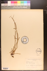 Vittaria graminifolia image