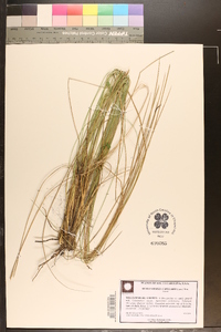 Muhlenbergia capillaris image