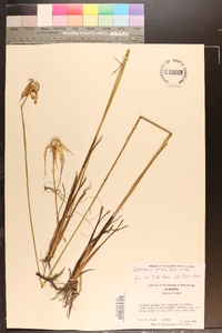 Dichromena latifolia image