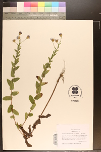 Symphyotrichum patens image