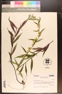 Solidago curtisii image