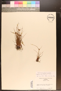 Cyperus granitophilus image