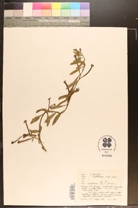 Ludwigia leptocarpa image