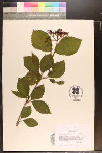 Viburnum alabamense image