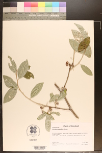 Elaeagnus umbellata image