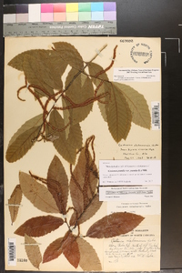 Castanea pumila var. pumila image