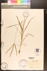 Eleusine indica subsp. africana image