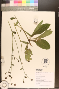 Vernonia acaulis image