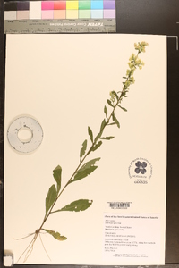 Solidago erecta image