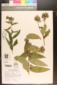 Silphium radula image