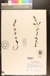 Scutellaria parvula image