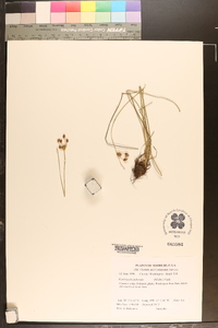 Fimbristylis puberula image