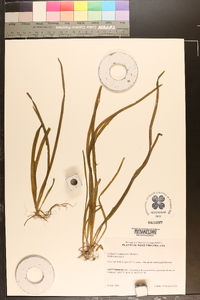 Vallisneria americana image