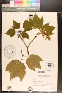 Acer pensylvanicum image