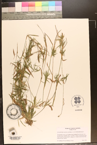 Dichanthelium caerulescens image