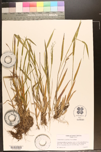 Panicum scabriusculum image