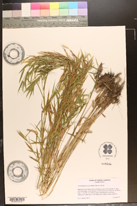 Panicum scabriusculum image