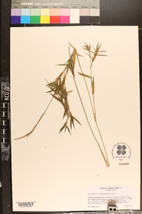 Panicum scabriusculum image