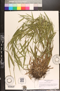 Panicum scabriusculum image