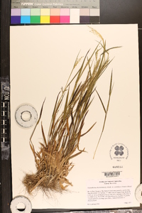 Dichanthelium dichotomum subsp. roanokense image