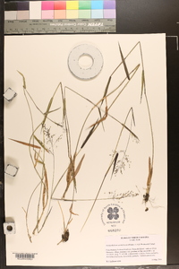 Dichanthelium caerulescens image