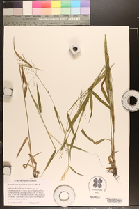 Panicum scabriusculum image