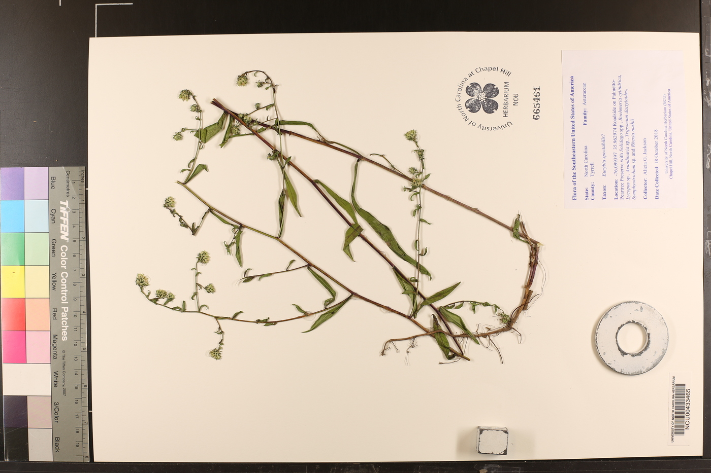 Symphyotrichum novi-belgii var. elodes image