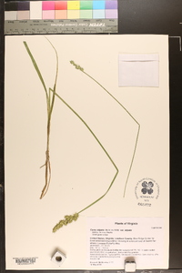 Carex stipata var. stipata image