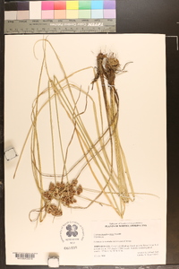 Cyperus pseudovegetus image