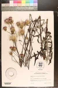 Cirsium carolinianum image