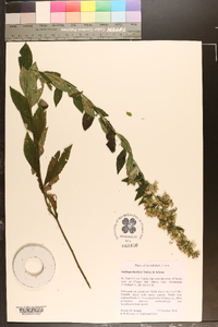 Solidago buckleyi image