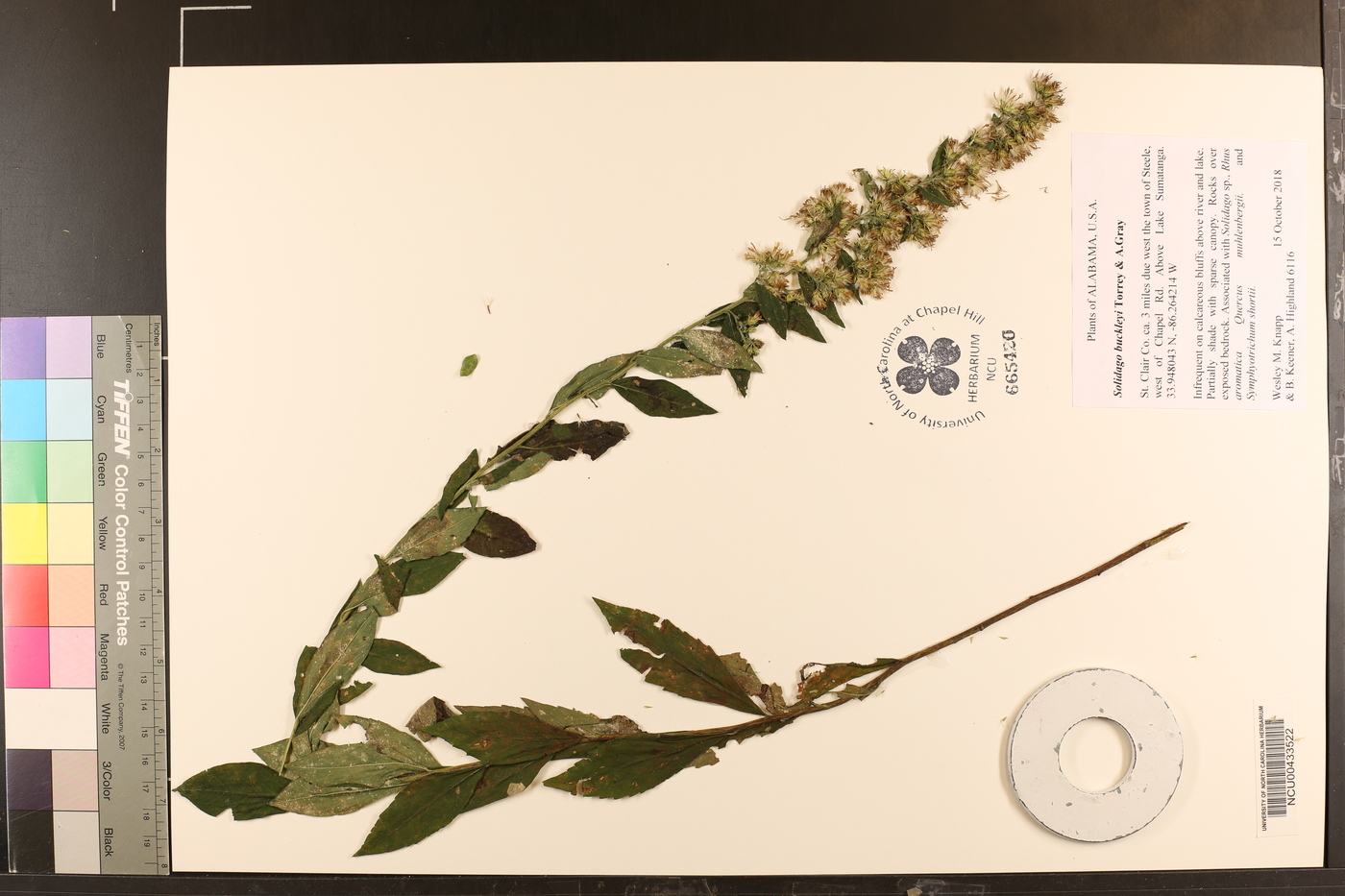 Solidago buckleyi image