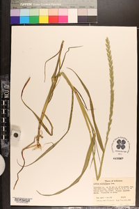 Lolium perenne subsp. multiflorum image