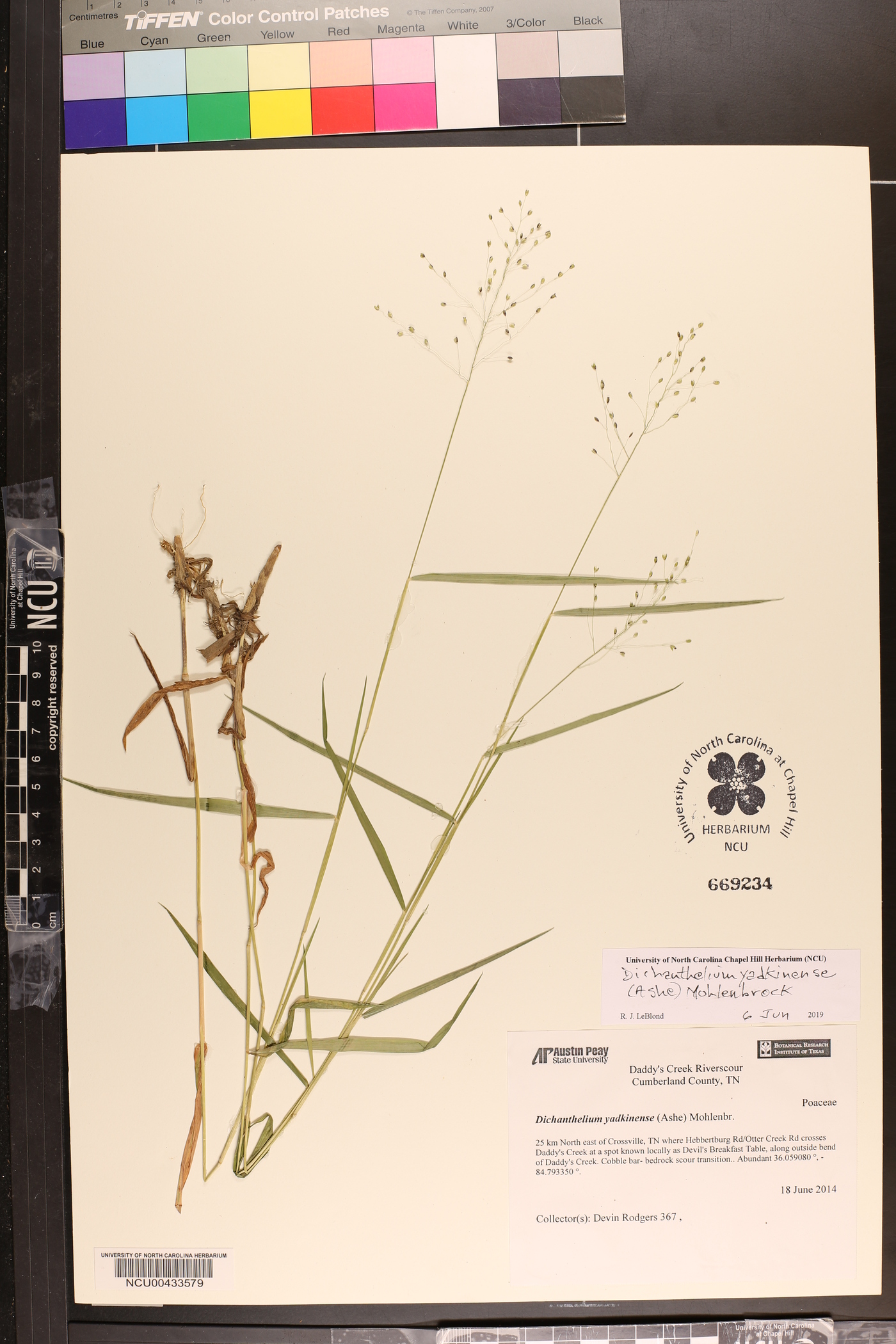 Dichanthelium yadkinense image