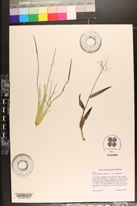 Andropogon virginicus var. virginicus image