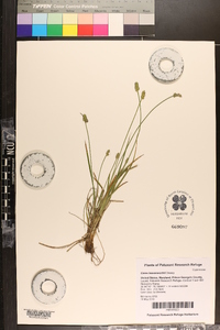 Carex leavenworthii image