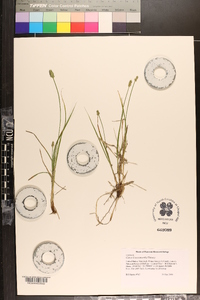 Carex leavenworthii image