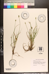 Carex leavenworthii image