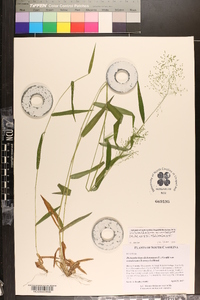 Dichanthelium dichotomum var. ramulosum image