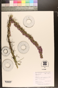 Liatris pilosa image