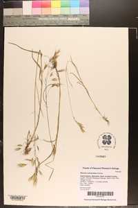 Bromus commutatus image