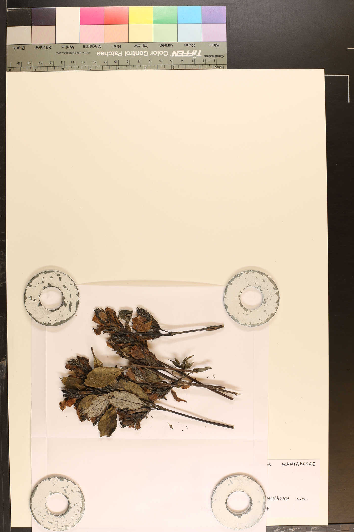 Strobilanthes kunthiana image