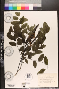 Amorpha glabra image