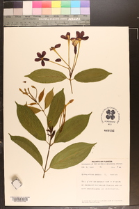 Quisqualis indica image