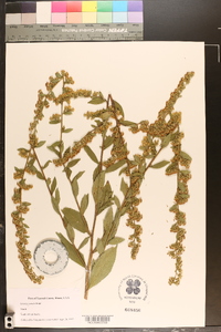 Solidago patula image