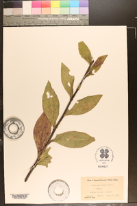 Solidago patula image