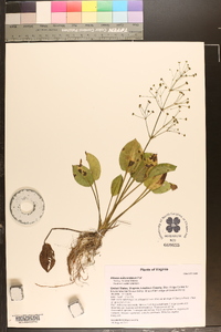 Alisma subcordatum image