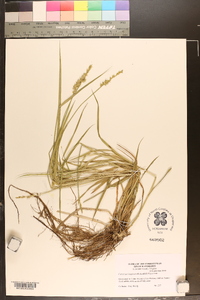 Carex laevivaginata image